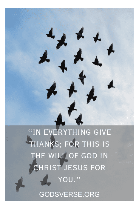 Bandada de pájaros remontando el vuelo con una cita superpuesta: "En todo dad gracias..." de godsverse.org, que se hace eco de versículos bíblicos muy breves.
