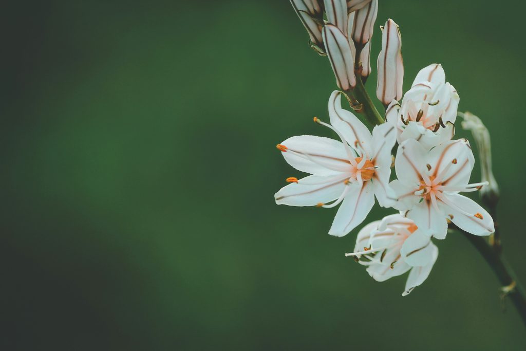 Close-up de flores brancas com estames alaranjados em um fundo verde suave, que lembra a pureza e o simbolismo frequentemente encontrados nas flores da Bíblia.