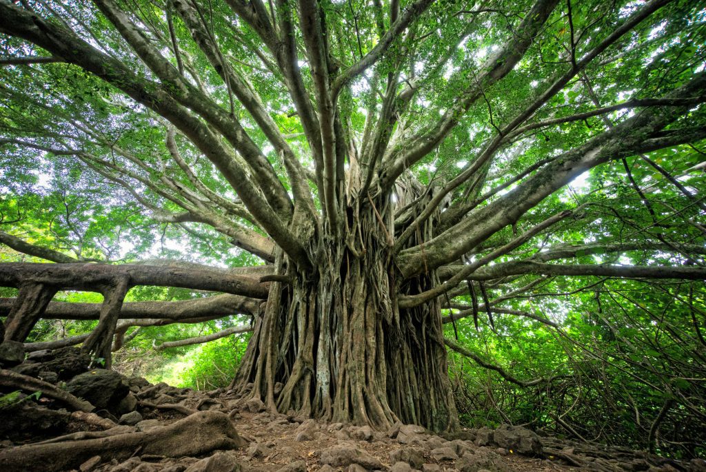 Un gran árbol con extensas raíces y una espesa copa de hojas, que recuerda a los árboles omnipresentes en la Biblia, visto desde el suelo en un frondoso bosque.