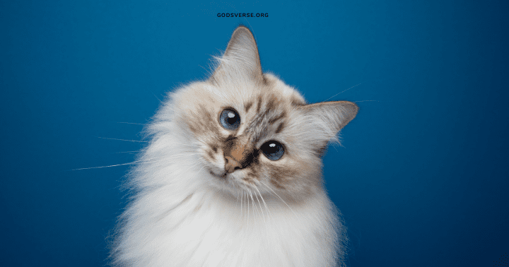 Um gato fofo com olhos azuis, que lembra as imagens serenas de Cats in the Bible (Gatos na Bíblia), inclina a cabeça em um fundo azul.
