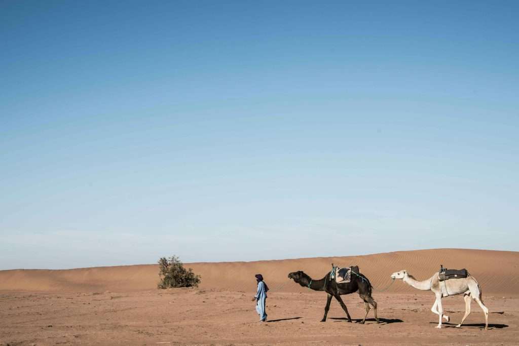 Under a clear blue sky, reminiscent of the ancient tales of Rebekah as she set forth in her youth to marry Isaac, a person leads two camels across the vast desert landscape, their silhouettes etched against the horizon.
