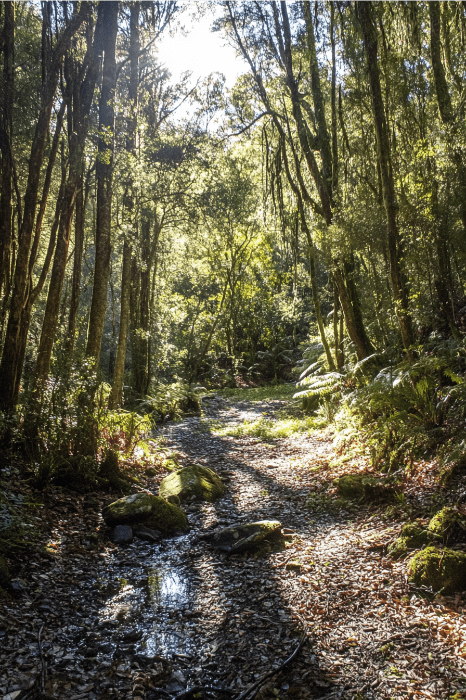 El sendero del bosque iluminado por el sol, como las bendiciones para la iglesia, ofrece momentos de serenidad con árboles altos, follaje denso y luz moteada que juega en el camino entre hojas caídas y rocas.