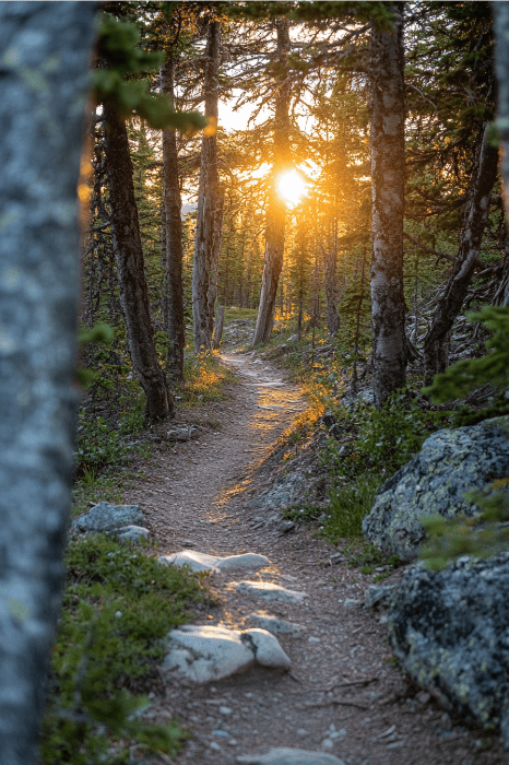 Un camino forestal con la luz del sol brillando a través de los árboles, proyectando largas sombras sobre el sendero bordeado de rocas y vegetación, se siente como los propios poemas de la naturaleza para la iglesia.