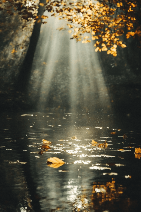 La luz del sol se cuela a través de los árboles sobre un estanque en el que flotan hojas otoñales, invitando a un momento de reflexión similar a la esencia de la Oración de Gratitud de AA.