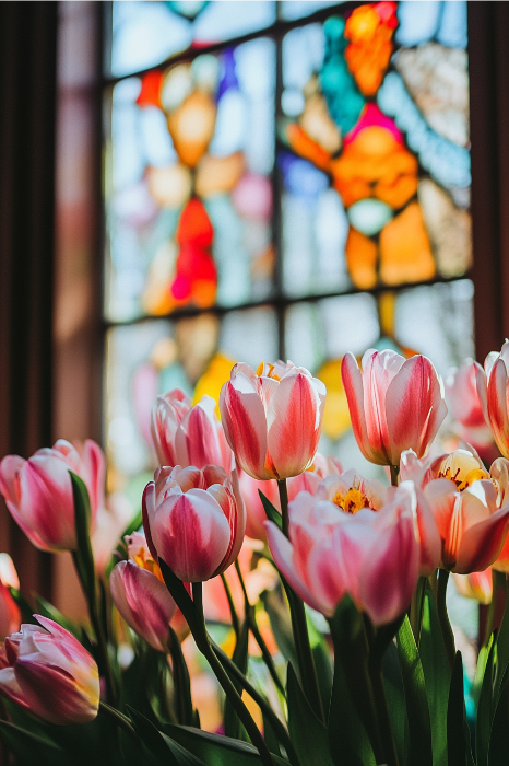 Tulipas cor-de-rosa florescem graciosamente em frente a um vitral colorido, criando um cenário sereno perfeito para leituras do Dia das Mães na igreja.