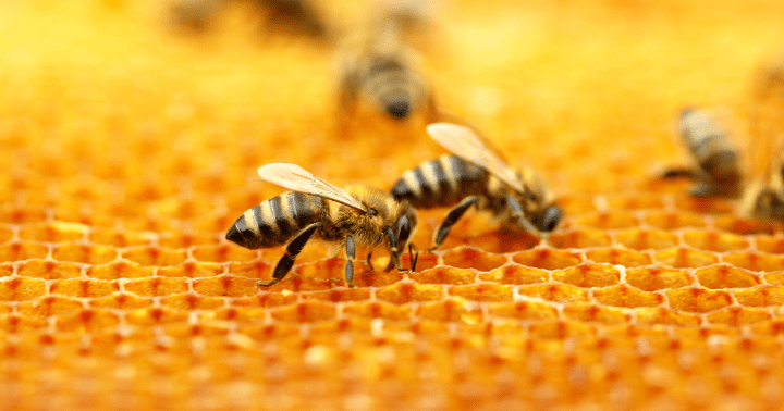 honeybee