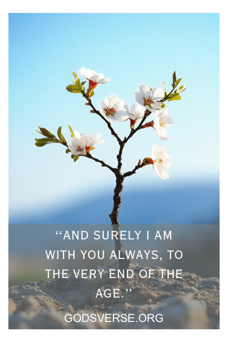 Un pequeño árbol en flor se alza sobre una roca, adornado con el texto: "Y ciertamente yo estoy con vosotros todos los días, hasta el fin del mundo". Abraza esta promesa y explora más versículos bíblicos sobre Dios estando con nosotros en GODSVERSE.ORG.
