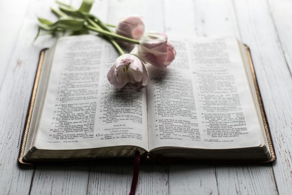 Um livro aberto com três tulipas rosa, que lembram as flores celebradas na Bíblia, repousa graciosamente em uma superfície de madeira clara.