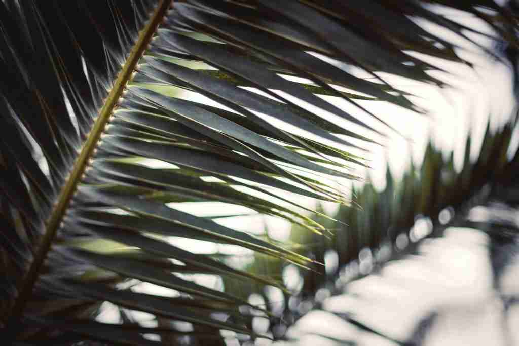 Primer plano de hojas de palmera en las que la luz se filtra a través de las hojas, creando un patrón de sombras y luces que recuerda los colores del Domingo de Ramos.
