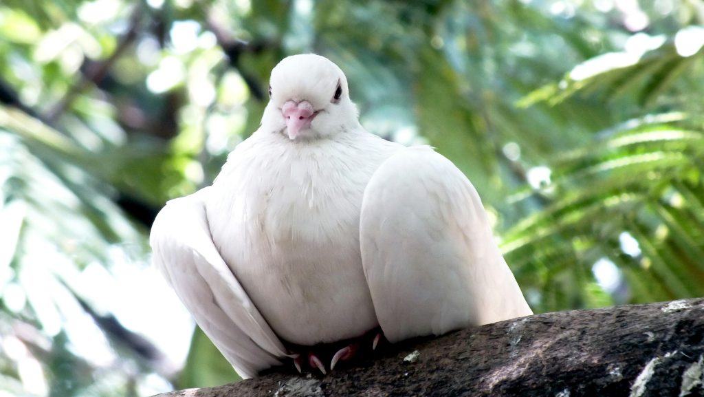 Uma pomba branca, símbolo do consolo na Bíblia, pousou graciosamente em um galho com folhagem verde borrada ao fundo.