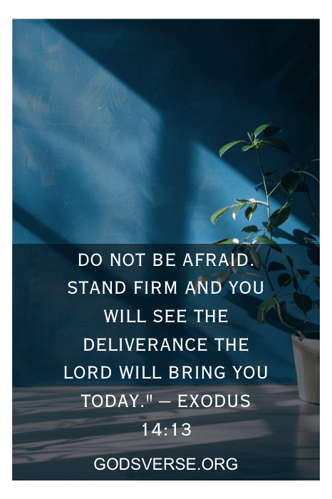 Planta projetando sombra com sobreposição de texto: "NÃO TENHA MEDO. PERMANEÇA FIRME E VOCÊ VERÁ A LIBERTAÇÃO QUE O SENHOR LHE TRARÁ HOJE". - ÊXODO 14:13. GODSVERSE.ORG. Encontre mais versículos bíblicos sobre tentação e força em nosso site.