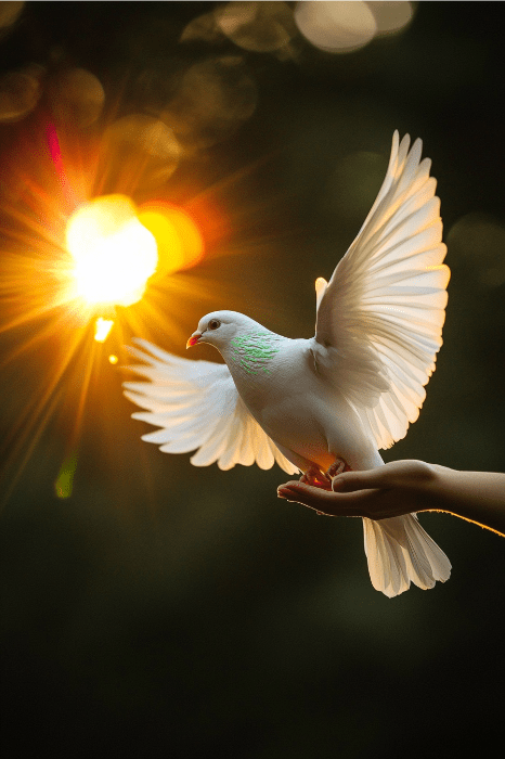 A white dove with outstretched wings is released from a hand against a glowing sunset backdrop, embodying the peace and hope often celebrated in short messages for prayer meetings.