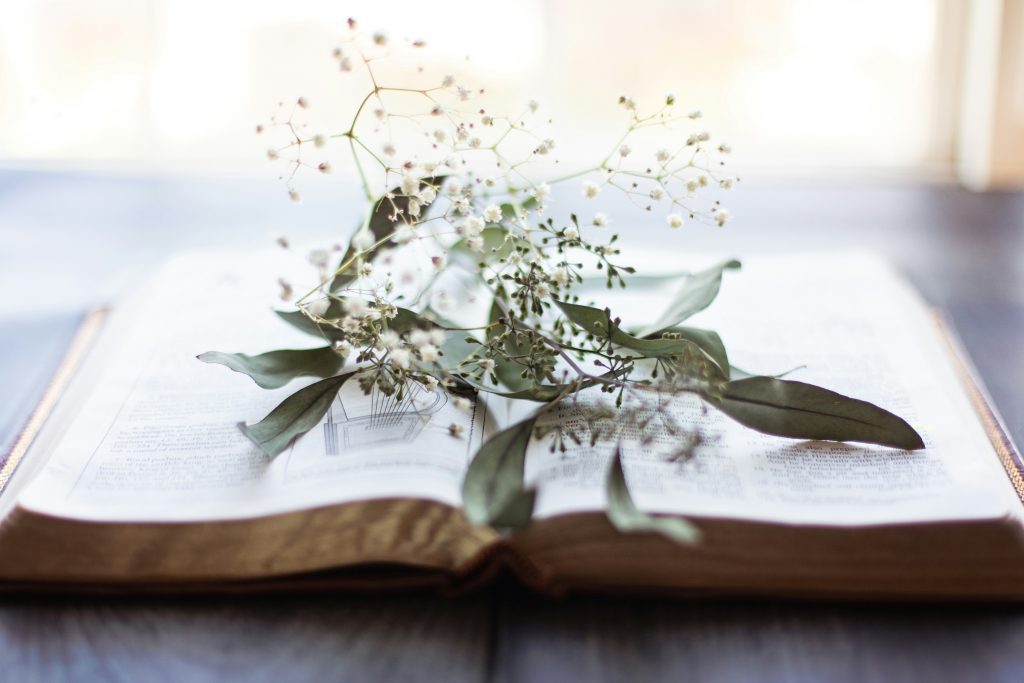A Bible lays open with a branch of flowers on it, showing the study of Solomon's sons and daughters