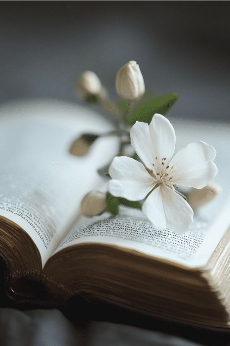 An open book with a white flower resting on its pages, evoking the quiet solace of bible verses for sympathy cards, set against a softly focused backdrop.