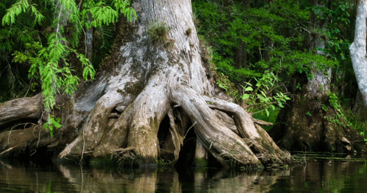trees and water
