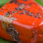 What Color is Jasper and Does It Look Like a Diamond? what color is jasper in the bible