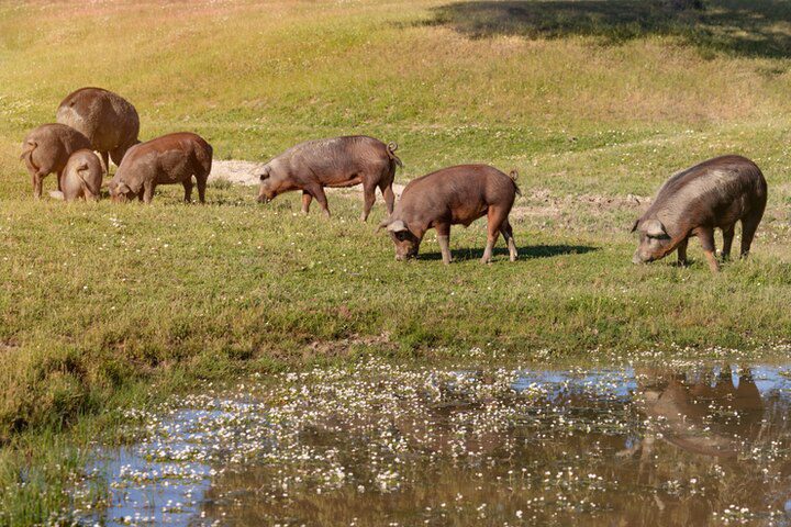 Six pigs graze on grassy land near a pond, their reflections mirrored in the water—a tranquil scene reminiscent of the story of Legion in the Bible.