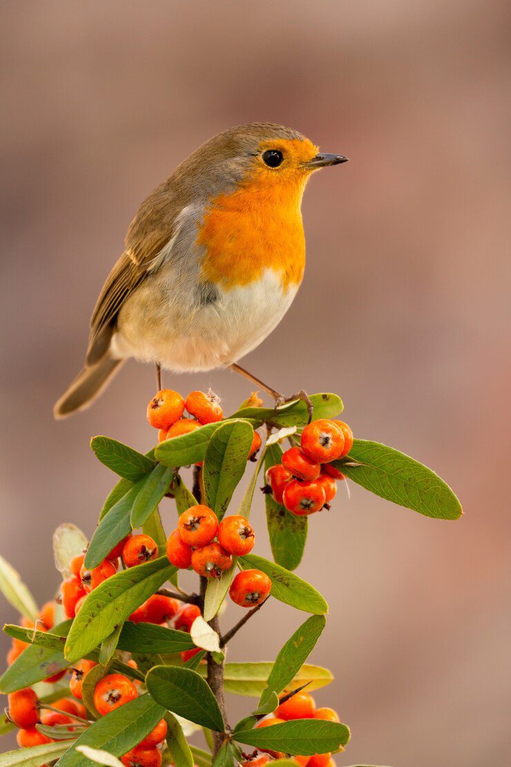 Pretty bird with a nice red plummage