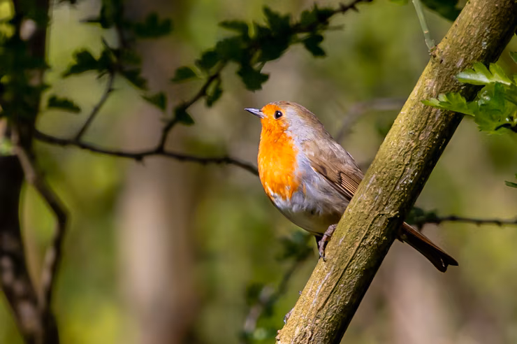 A robin bird perched on a branch with green leaves