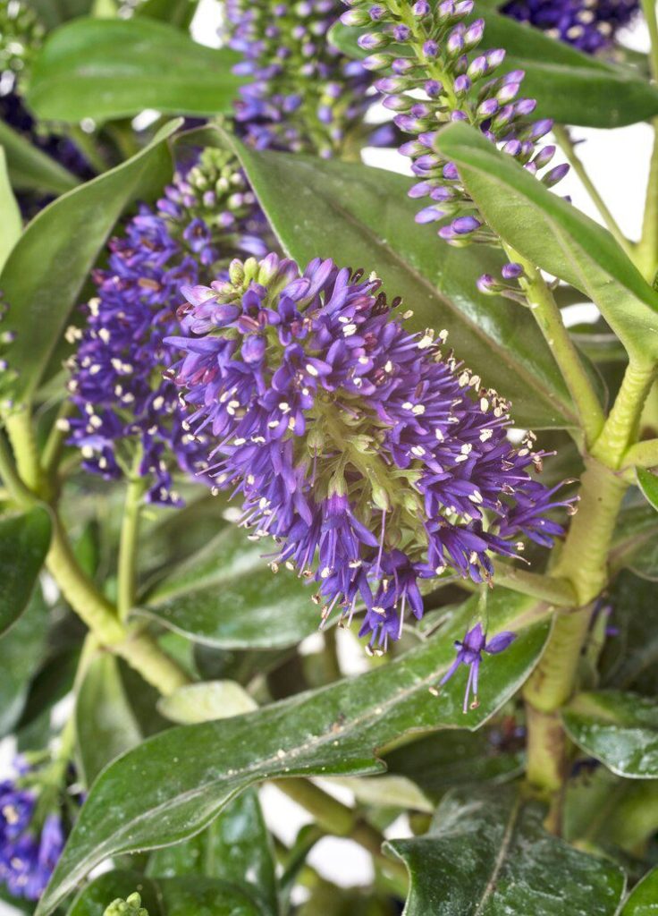 Conceito de planta Hebe